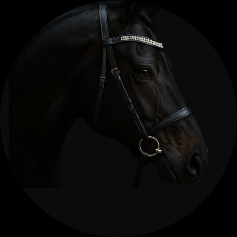 Zdjęcie czarnego konia z diamentowym naczółkiem
