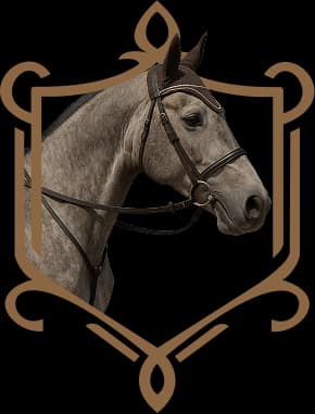 Koń o imieniu Rocky MB