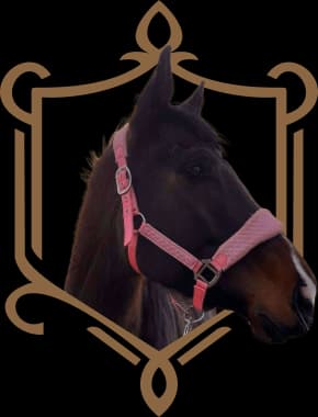 Koń o imieniu Shammamiyah